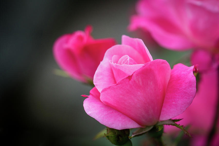 Elegant Roses  Photograph by Lilia S