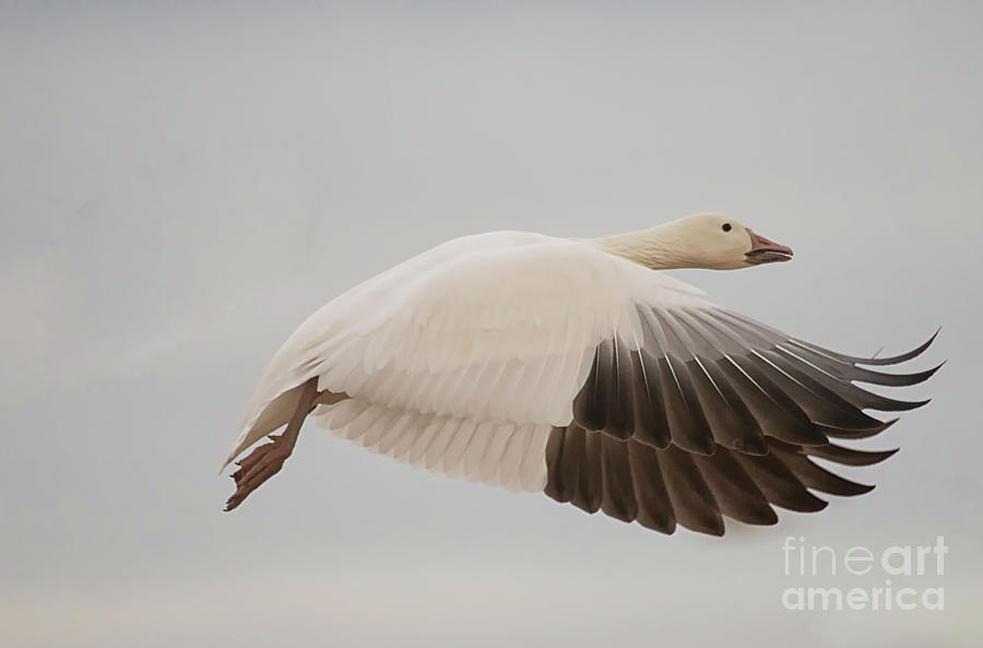 Goose Photograph - Elegant Snow Goose by Ruth Jolly