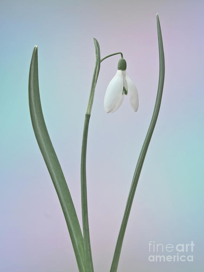 Elegant Snowdrop Flower Character Cheer Up Spring Is Coming Photograph by Tatiana Bogracheva