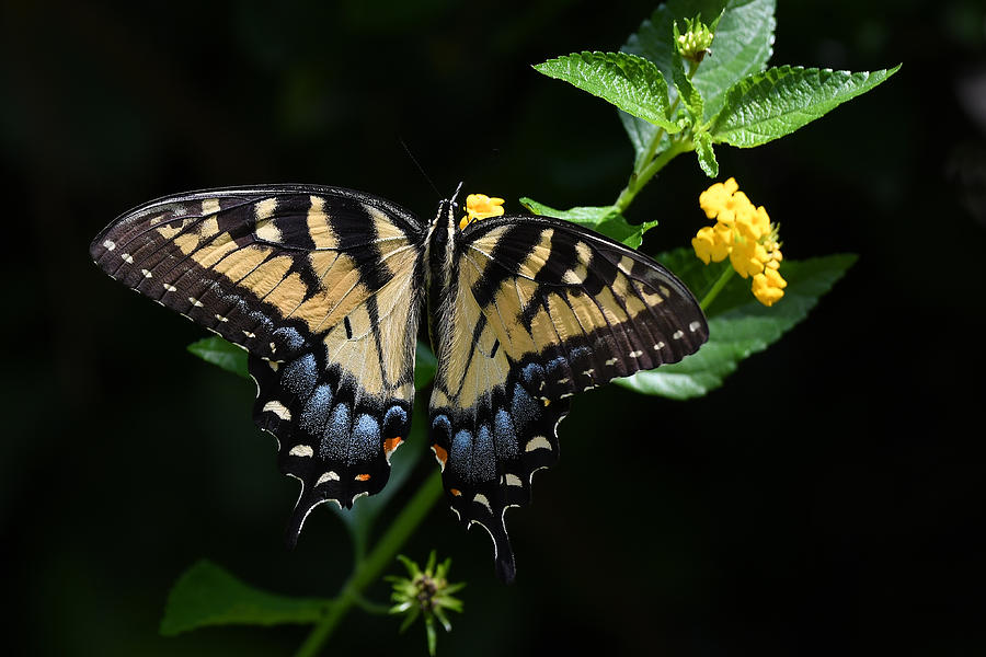 Elegant Swallowtail Photograph by Fraida Gutovich