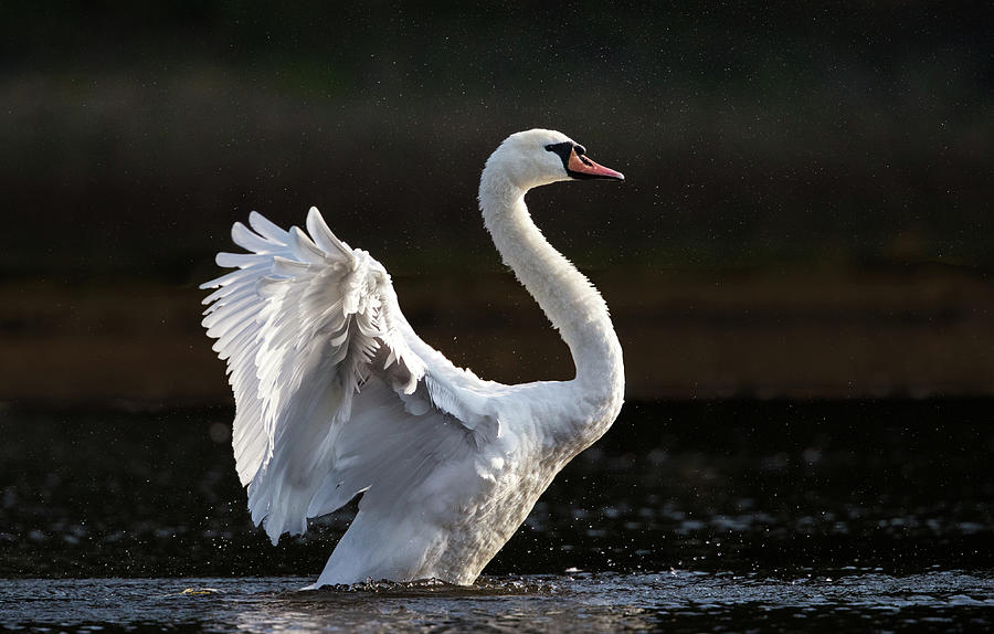 Elegant swan in a lake. Photograph by Kristian Sekulic - Pixels