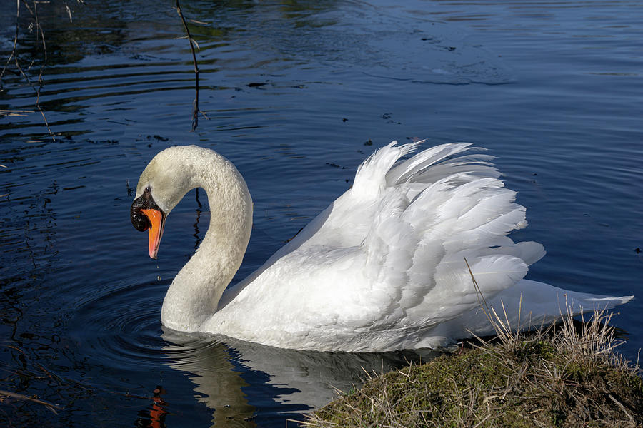 Elegant Swan Photograph by Linda Howes