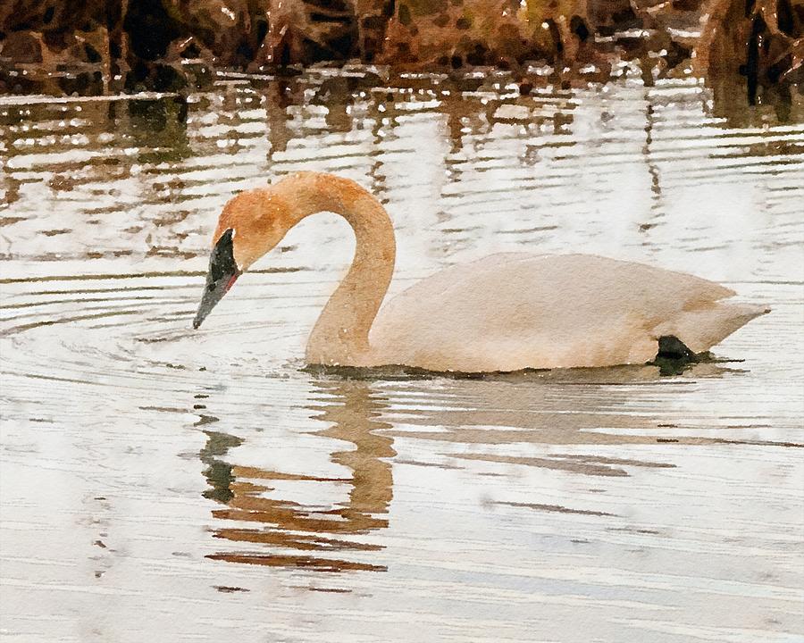 Elegant Swan Photograph by Susan Rydberg