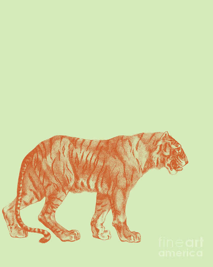 Wildlife Digital Art - Elegant Tiger  by Madame Memento