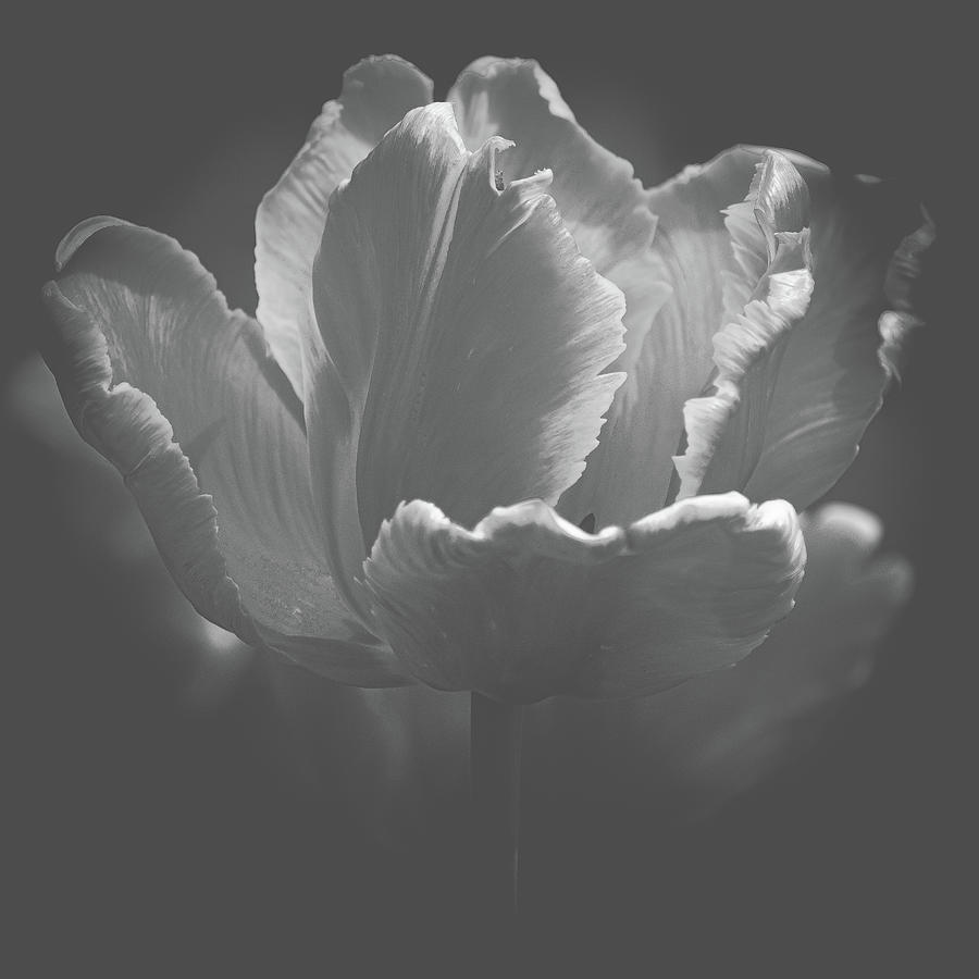 Elegant Tulip Black and White Photograph by Joan Han