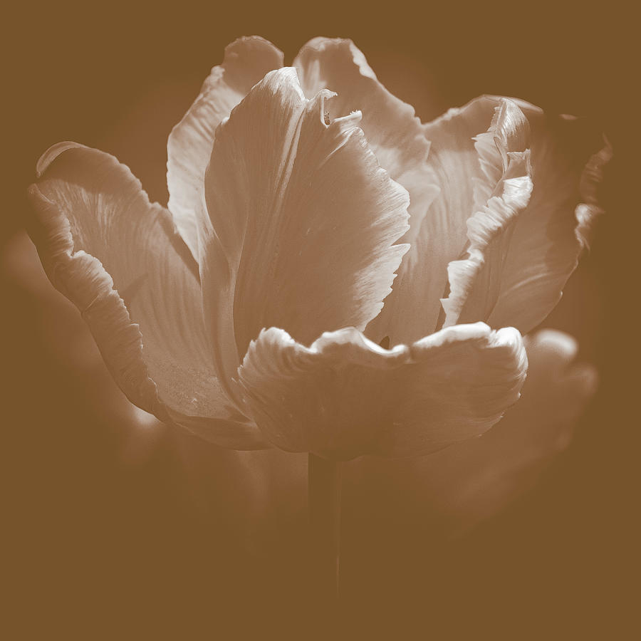 Elegant Tulip Sepia Photograph by Joan Han