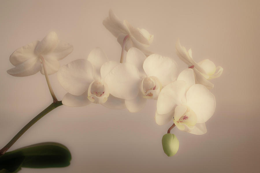 Elegant White Butterfly Orchid Photograph by Lindsay Thomson