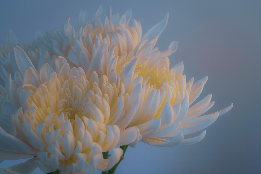 Elegant White Chrysanthemum 2 Photograph by Lindsay Thomson