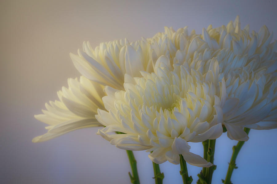 Elegant White Chrysanthemums 3 Photograph by Lindsay Thomson