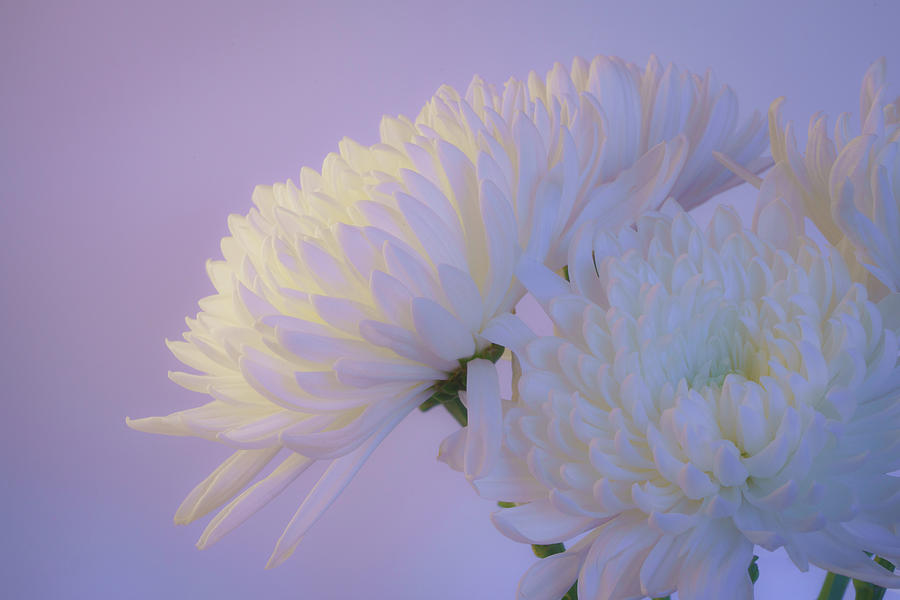 Elegant White Chrysanthemums 5 Photograph by Lindsay Thomson