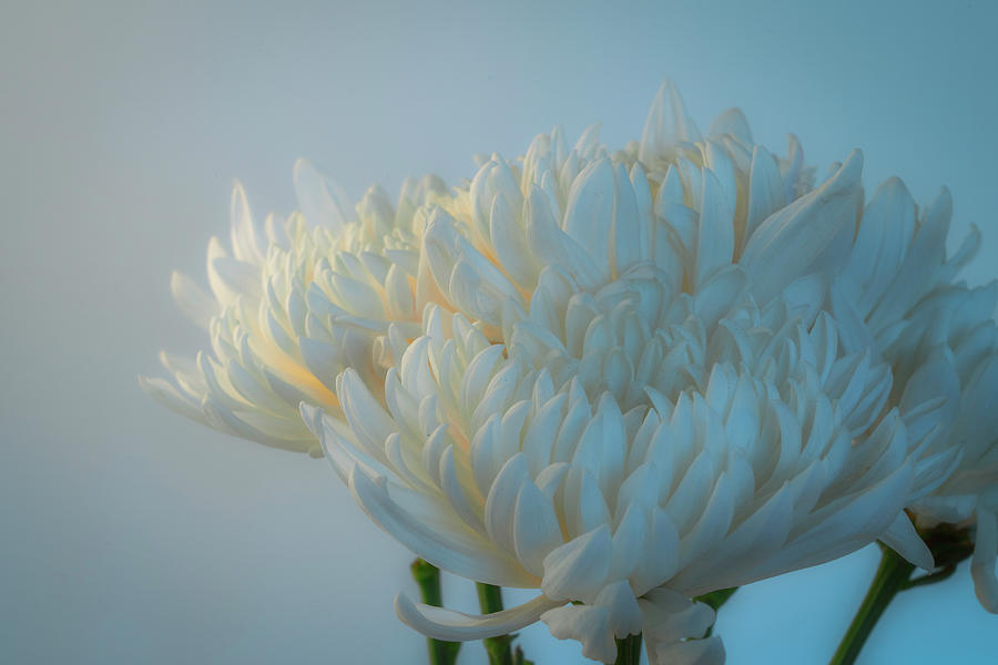 Elegant White Chrysanthemums Photograph by Lindsay Thomson