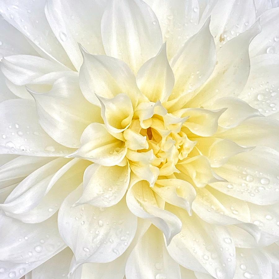 Elegant White Dahlia  Photograph by Jerry Abbott