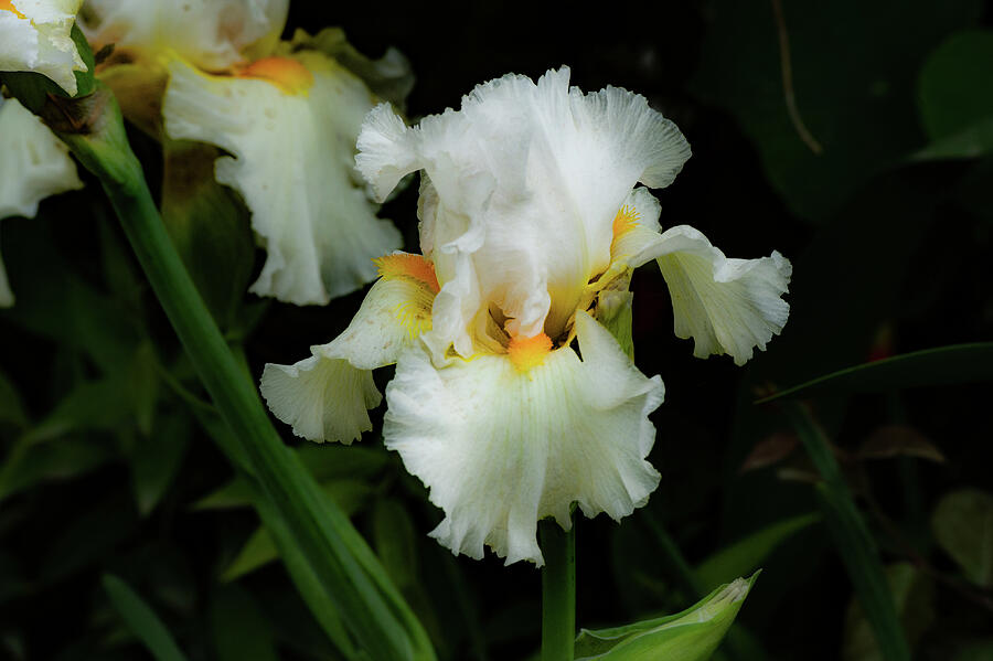 Elegant White Iris Photograph by Bonnie Colgan Elegant White Iris Photograph by Bonnie Colgan