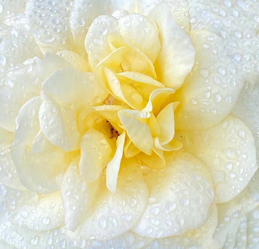 Elegant White Rose Photograph by Jerry Abbott