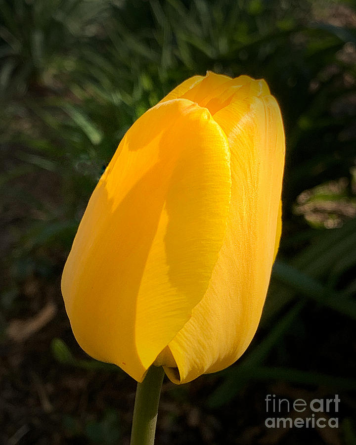 Elegant Yellow Tulip Photograph by Luther Fine Art