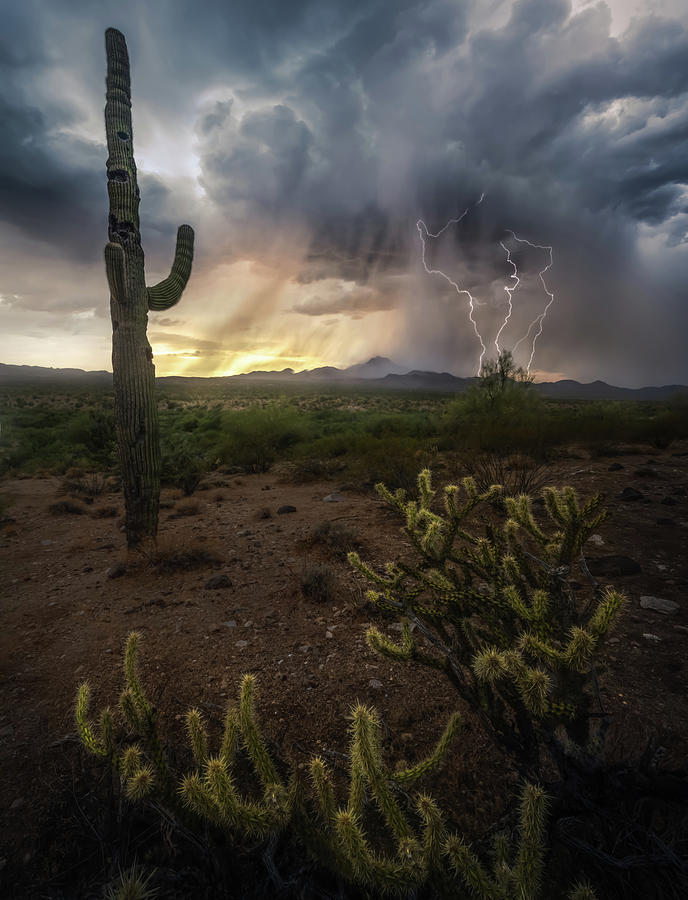 Nature Photograph - Elemental Arizona by Steve Berkley