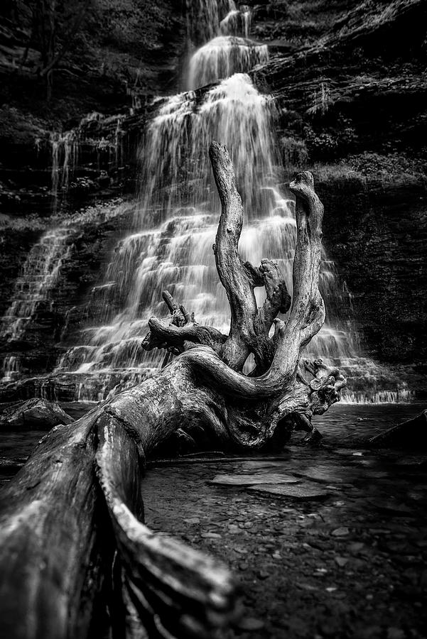 Elements of Nature Black and White Photograph by Lisa Lambert-Shank