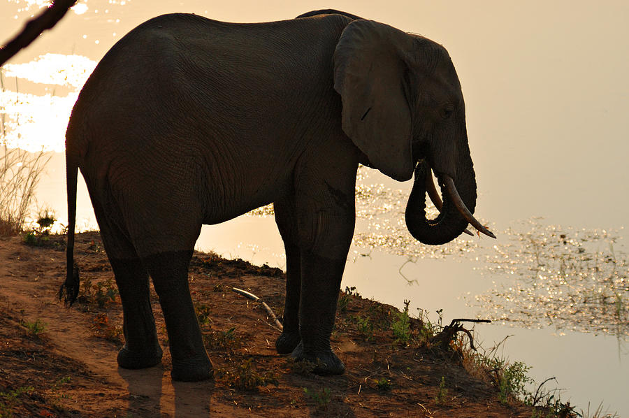 Elephant Photograph by © Pascal Boegli