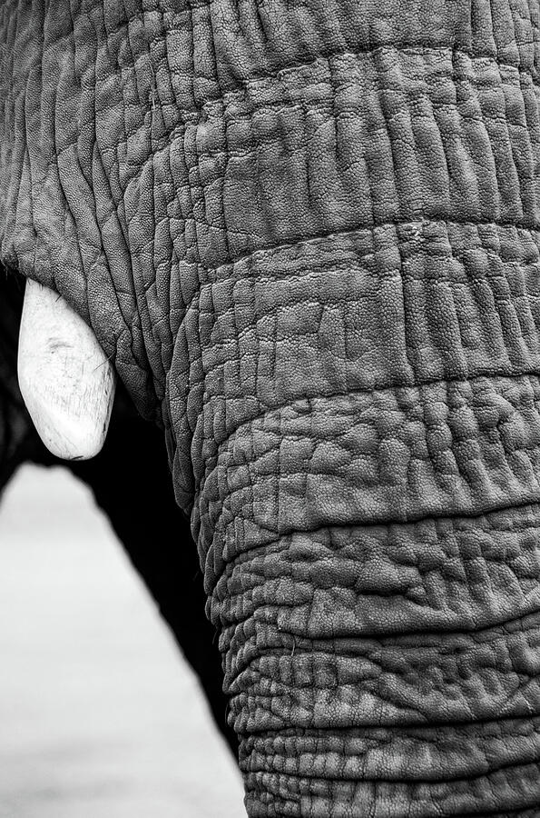 Elephant Abstract Photograph by Karol Livote