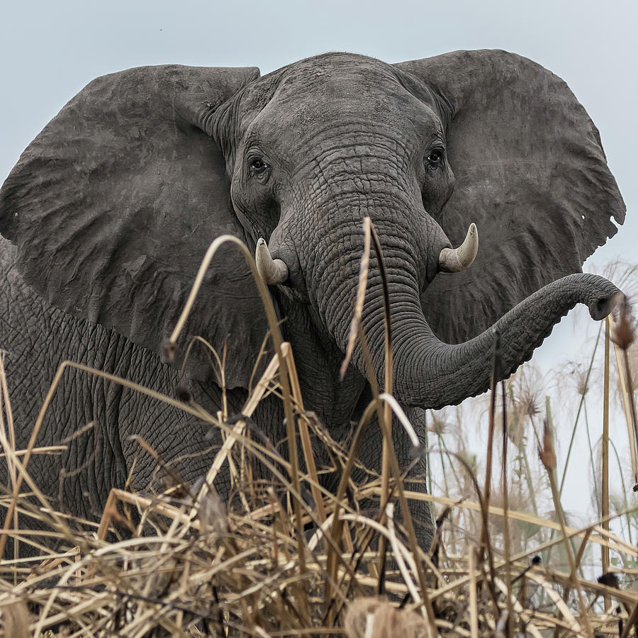 Elephant Along the Okavango River Photograph by Belinda Greb