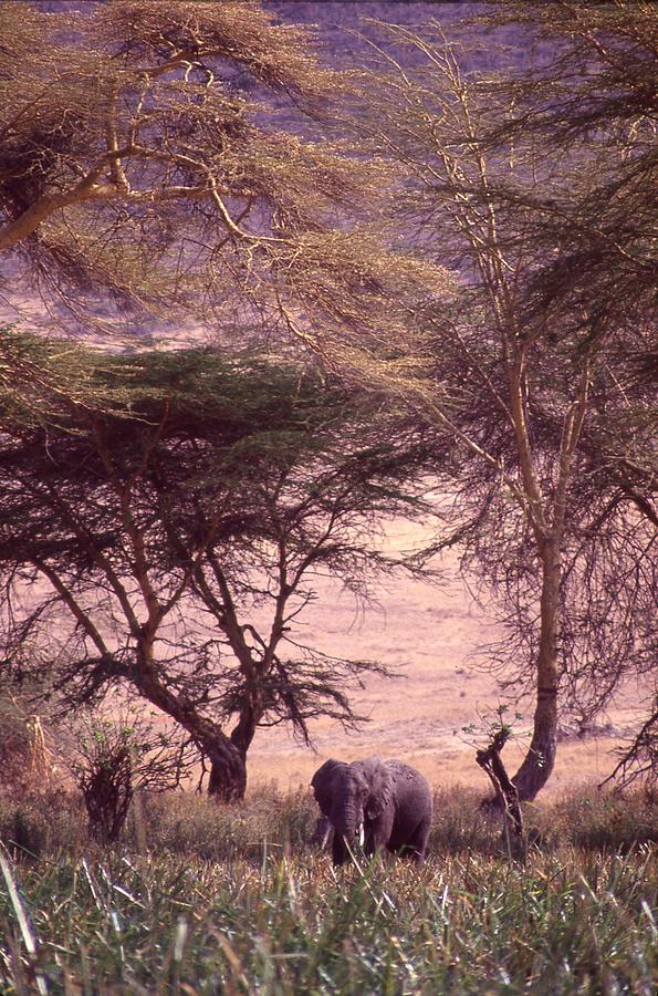 Elephant Amid Tall Trees Photograph by Russel Considine