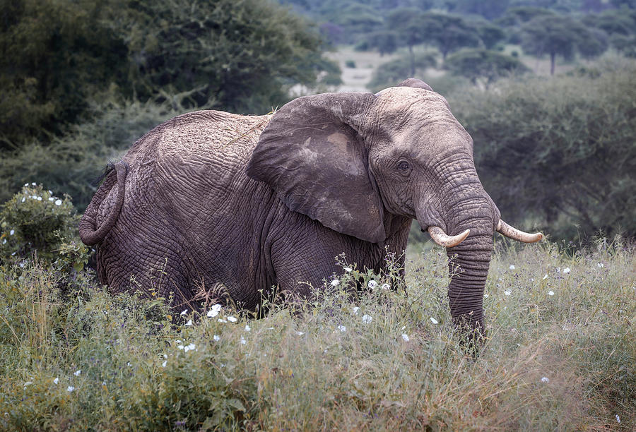 Elephant Amid the Flowers Tanzania Africa Photograph by Joan Carroll