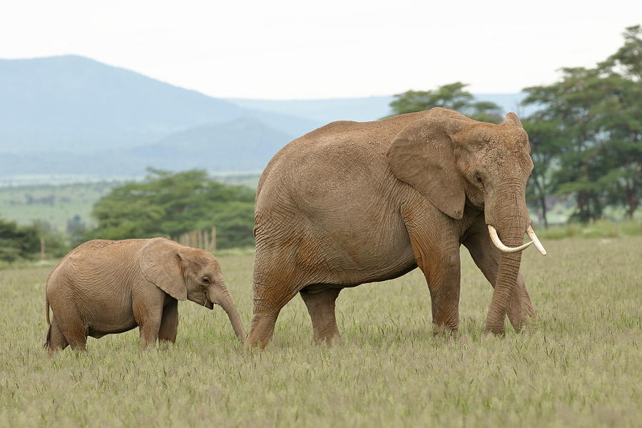 Elephant and Calf At Amboseli by Steve Wolfe Elephant and Calf At Amboseli by Steve Wolfe