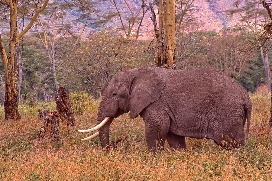 Elephant and Grass Photograph by Russel Considine