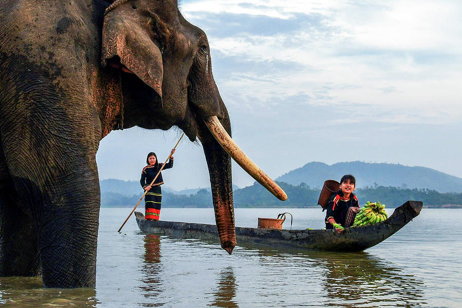 Elephant And Life Photograph by Khanh Bui Phu