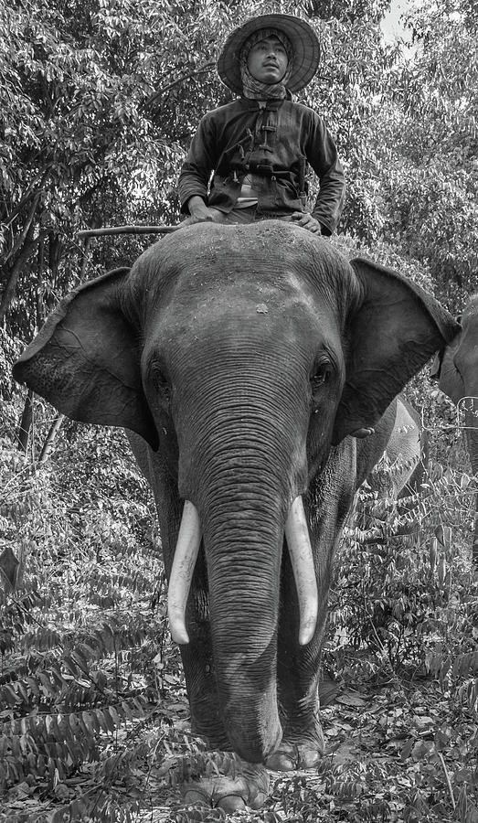 Elephant and Mahout  Photograph by Deborah M