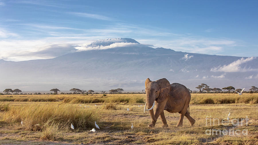 Elephant and Mount Kilimanjaro Photograph by Jane Rix