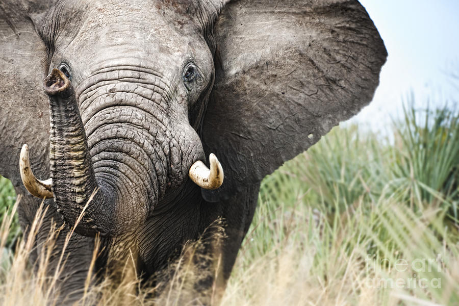 Elephant Photograph by Andrew Stewart - eStock Photo