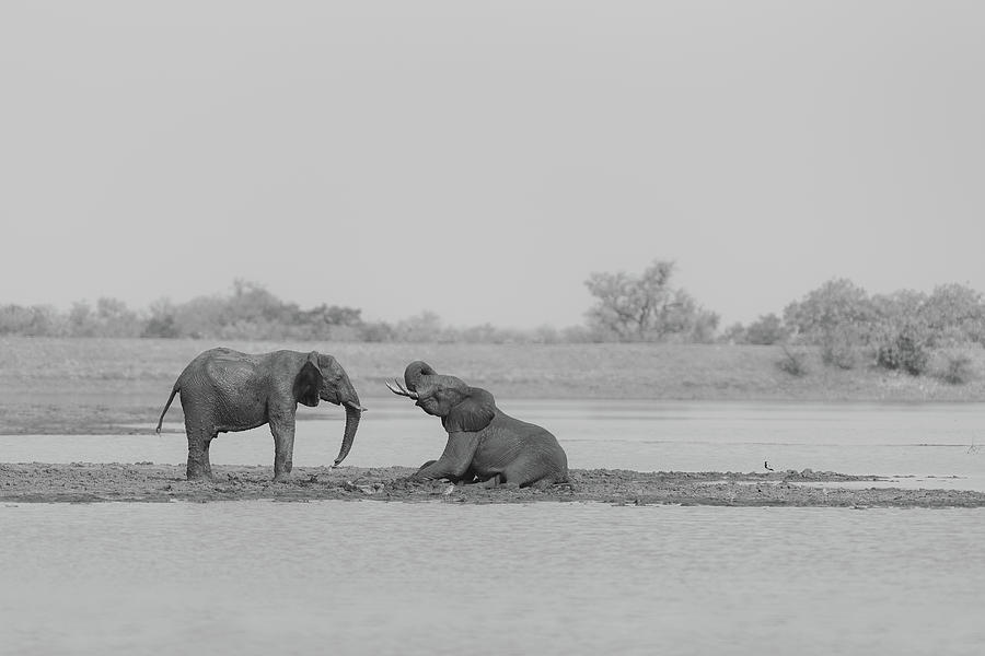 Elephant Asking For Marriage Photograph By Ozkan Ozmen Pixels 6270