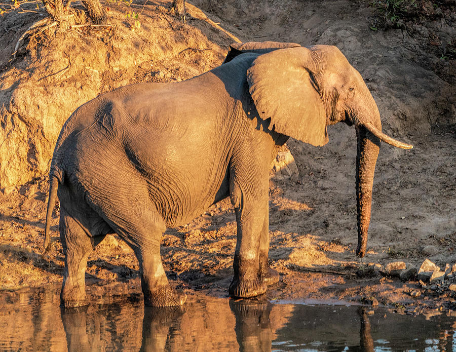 Elephant at Dusk Photograph by Betty Eich