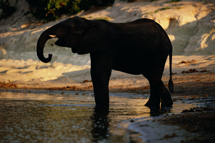Elephant At River At Chobe National Park In Botswana Photograph by Joseph Van Os