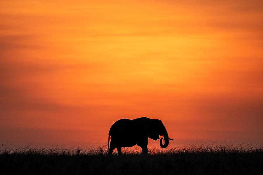 Elephant at Sunset Pyrography by Yoshiki Nakamura