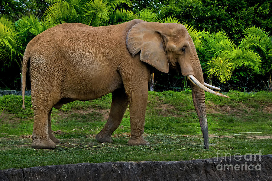 Elephant At Ukumari Photograph by Al Bourassa
