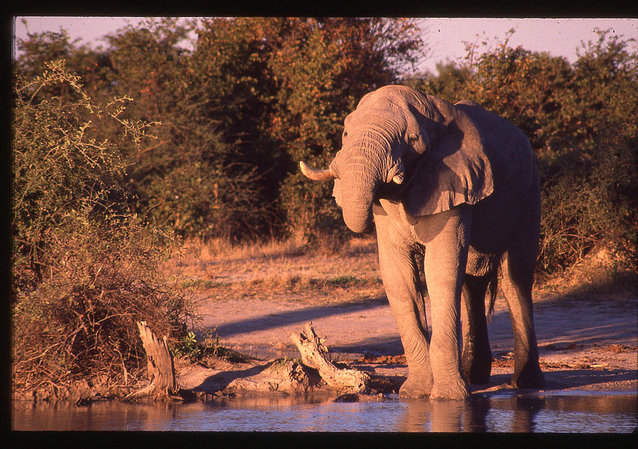 Elephant at Watering Hole Photograph by Russ Considine