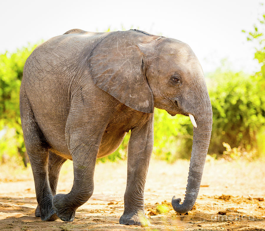 Elephant Baby Calf In Wild Photograph