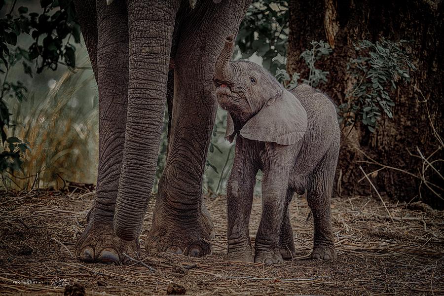 Elephant Baby Photograph by Darcy Dietrich
