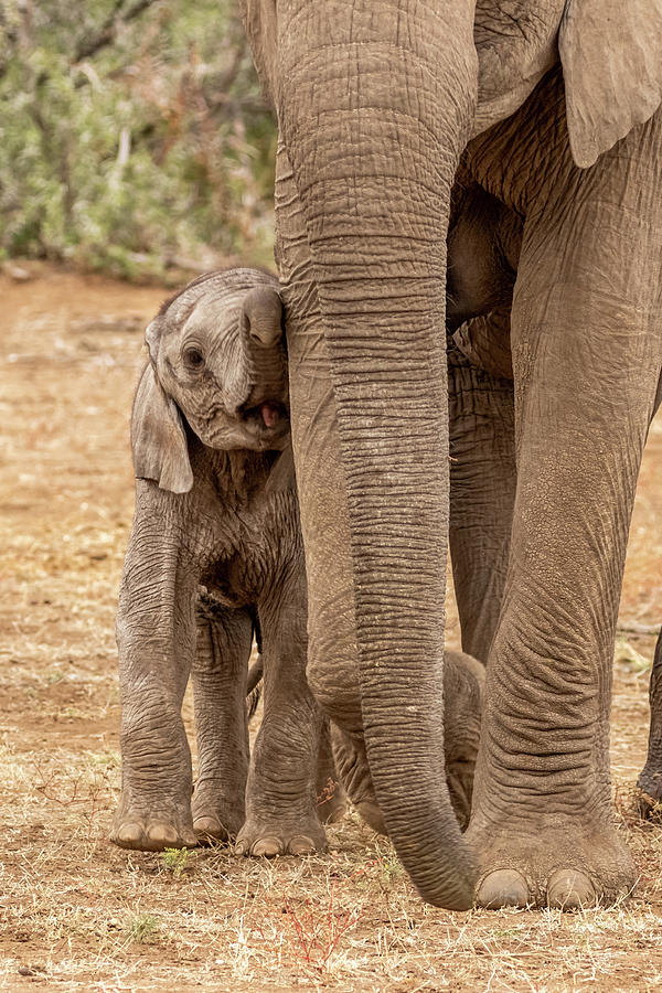 Elephant Baby Photograph by MaryJane Sesto