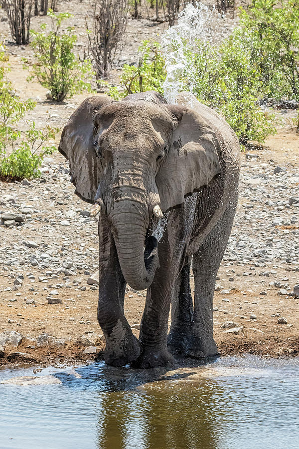 Elephant Blowing Water at Moringa Photograph by Belinda Greb