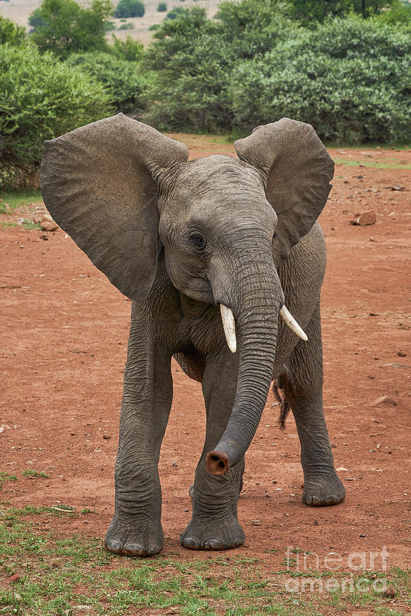 Elephant Photograph by Brian Kamprath