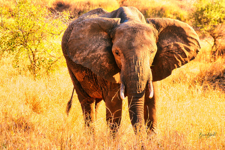 Elephant Photograph by Bruce Block