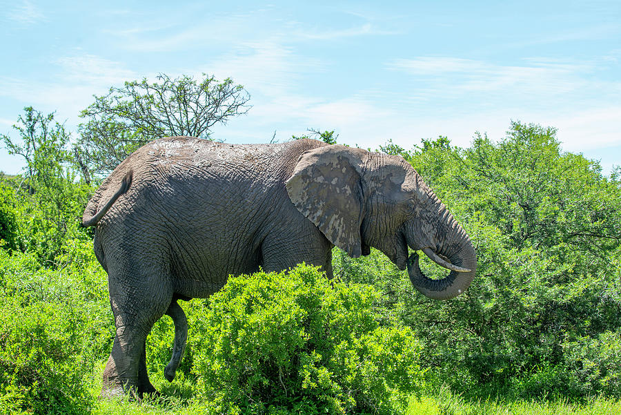 Elephant Bull Profile Photograph by Matt Swinden