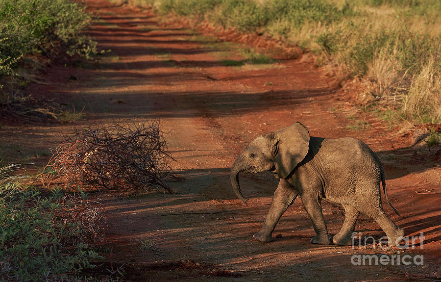 Elephant Calf Photograph by Brian Kamprath