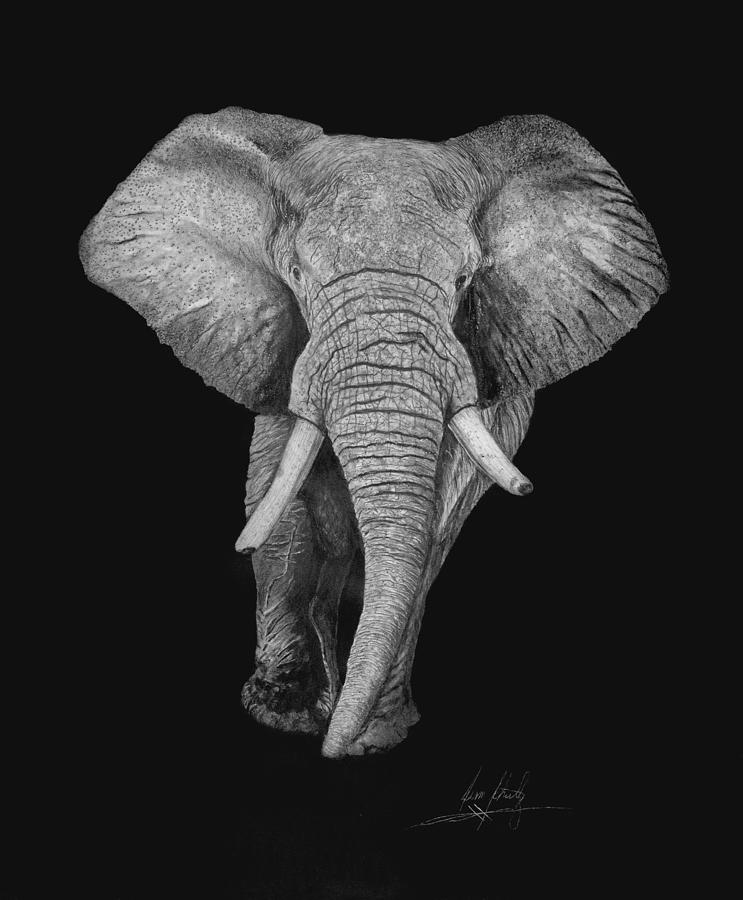 Elephant Charging at Night Drawing by James Schultz