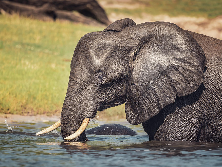 Elephant Chillin Out Botswana Africa Photograph By Joan Carroll - Pixels