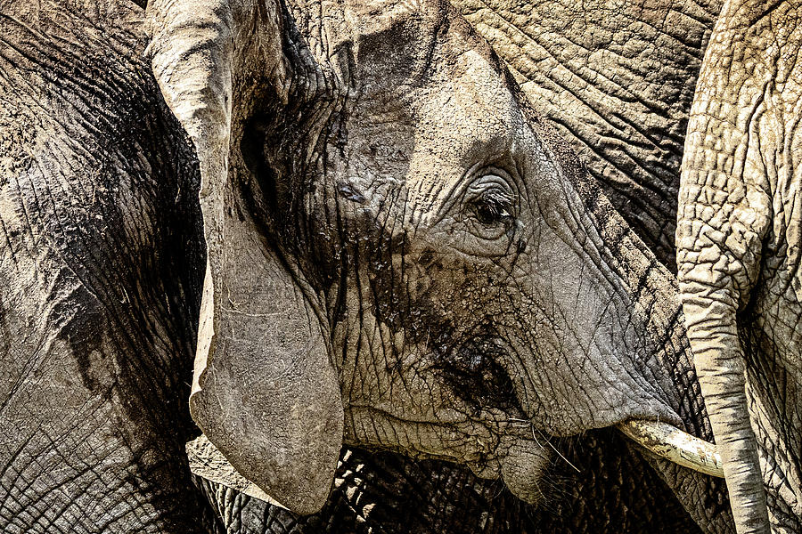 Abstract Photograph - Elephant Close Family Bonds by Good Focused