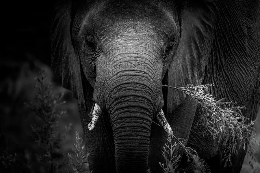 Elephant Close Up in Black and White Photograph by MaryJane Sesto